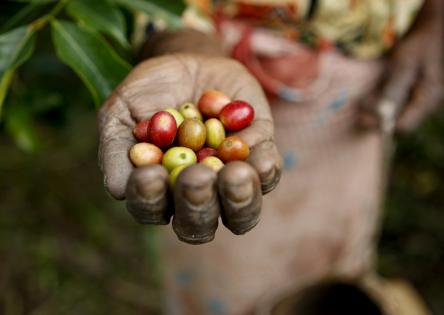 An individual holding unroasted coffee beans