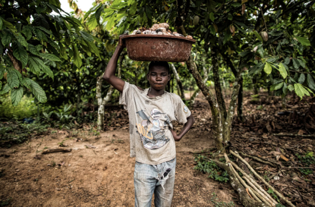 child labor and slavery in the chocolate industry case study